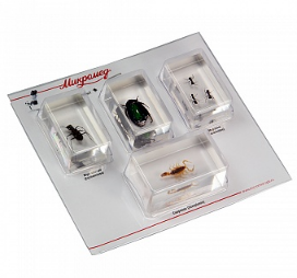 картинка Микромед. Набор насекомых 1 (Экспонаты в акриле) являющийся официальным дистрибьютором в России 