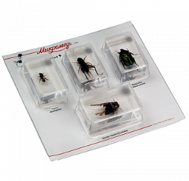 картинка Микромед. Набор насекомых 2 (Экспонаты в акриле) являющийся официальным дистрибьютором в России 